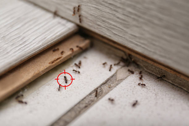 Best Residential Pest Control  in Sudan, TX