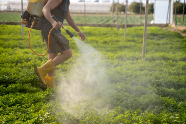 Best Flea Control Services  in Sudan, TX
