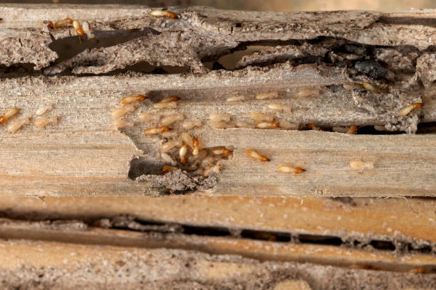 Best Termite Control Services  in Sudan, TX